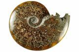 Polished Ammonite (Cleoniceras) Fossil - Madagascar #233514-1